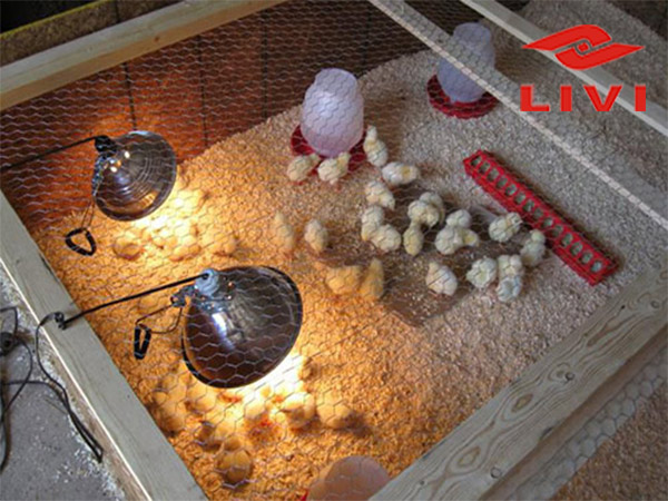 The optimal temperature in the chicken conditions are very important system.