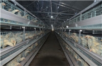 Some cautions in the use of poultry farming automation equipment